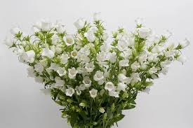 Image result for Campanula medium
