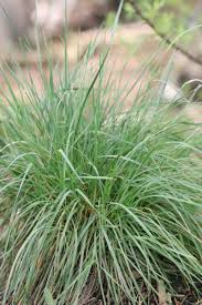 Attēlu rezultāti vaicājumam “Jamesoniella autumnalis sporophyte”