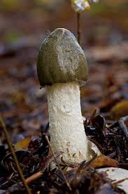 Attēlu rezultāti vaicājumam “Phallus impudicus”