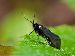 Attēlu rezultāti vaicājumam “Adela cuprella”