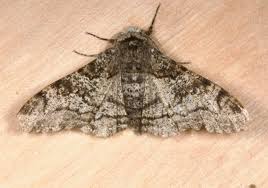 Attēlu rezultāti vaicājumam “Biston betularia”