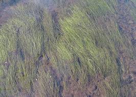 Attēlu rezultāti vaicājumam “Stuckenia filiformis flower”
