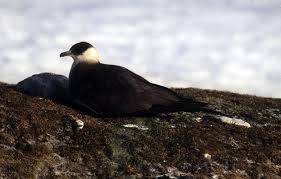 Attēlu rezultāti vaicājumam “Stercorarius parasiticus”