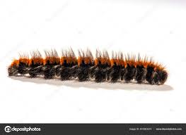 Attēlu rezultāti vaicājumam “Macrothylacia rubi larva”