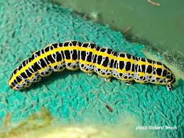 Attēlu rezultāti vaicājumam “Calophasia lunula larva”