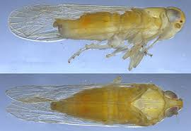 Attēlu rezultāti vaicājumam “Cixiidae”