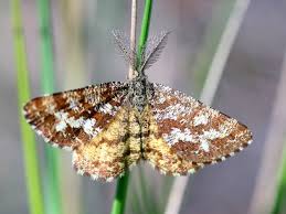 Attēlu rezultāti vaicājumam “Ematurga atomaria”