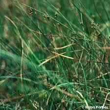 Attēlu rezultāti vaicājumam “Carex dioica male flower”