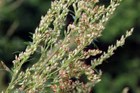 Attēlu rezultāti vaicājumam “Artemisia vulgaris bud”