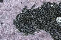 Attēlu rezultāti vaicājumam “Phaeophyscia orbicularis”