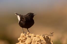 Image result for Oenanthe leucopyga