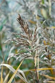 Attēlu rezultāti vaicājumam “Phragmites communis fruit”