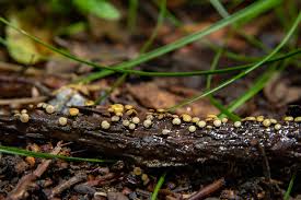 Attēlu rezultāti vaicājumam “Vibrissea decolorans”