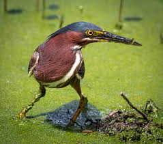 Image result for Butorides virescens