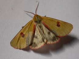 Attēlu rezultāti vaicājumam “Diacrisia sannio male”