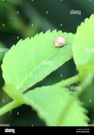 Attēlu rezultāti vaicājumam “Sternorrhyncha”