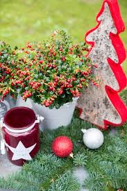 Attēlu rezultāti vaicājumam “Vaccinium vitis-idaea”