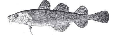 Image result for Microgadus tomcod