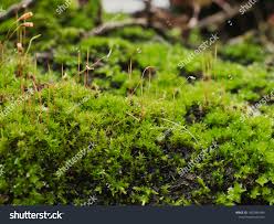 Attēlu rezultāti vaicājumam “Syntrichia ruralis var. ruralis sporophyte”