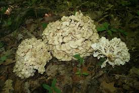 Attēlu rezultāti vaicājumam “Polyporus umbellatus”