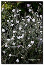 Image result for Lychnis coronaria alba