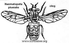 Attēlu rezultāti vaicājumam “Haematopota sp.”
