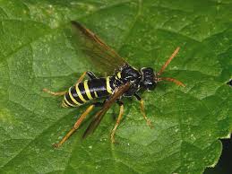 Attēlu rezultāti vaicājumam “Tenthredo scrophulariae”