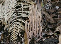 Attēlu rezultāti vaicājumam “Lentaria sp.”