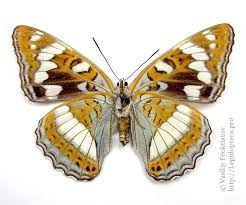 Attēlu rezultāti vaicājumam “Limenitis populi upperside”