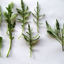 Attēlu rezultāti vaicājumam “Diplotaxis muralis leaf”