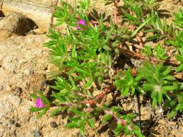 Attēlu rezultāti vaicājumam “Portulacaceae”