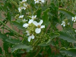 Attēlu rezultāti vaicājumam “Cakile maritima subsp. baltica leaf”