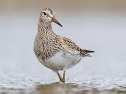 Image result for Calidris melanotos