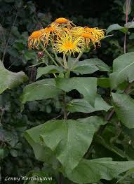 Attēlu rezultāti vaicājumam “Inula helenium leaf”
