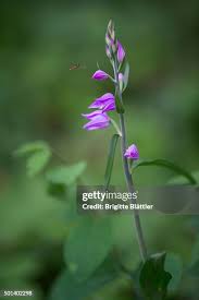 Attēlu rezultāti vaicājumam “Cephalanthera rubra bud”