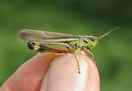 Attēlu rezultāti vaicājumam “Stethophyma grossum”