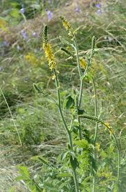Image result for Agrimonia eupatoria