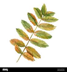 Attēlu rezultāti vaicājumam “Sorbus aucuparia leaf”