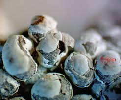 Attēlu rezultāti vaicājumam “Diderma subviridifuscum spores”