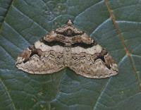 Attēlu rezultāti vaicājumam “Pareulype berberata”