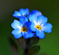 Attēlu rezultāti vaicājumam “Myosotis”