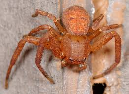 Attēlu rezultāti vaicājumam “Xysticus bifasciatus female”