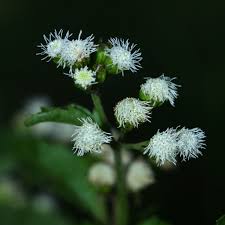 Image result for Ageratum conyzoides