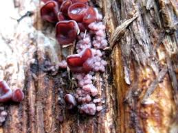 Attēlu rezultāti vaicājumam “Ascocoryne cylichnium”