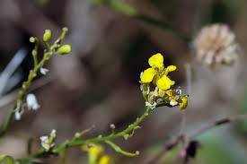 Attēlu rezultāti vaicājumam “Sisymbrium volgense flower”