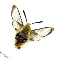 Attēlu rezultāti vaicājumam “Hemaris tityus”