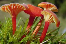 Attēlu rezultāti vaicājumam “Hygrocybe cantharellus”