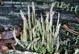 Attēlu rezultāti vaicājumam “Cladonia cornuta”