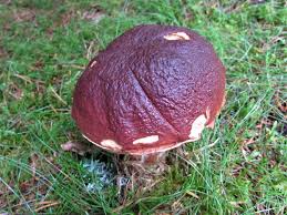 Attēlu rezultāti vaicājumam “Boletus pinophilus”