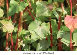 Attēlu rezultāti vaicājumam “Fagopyrum esculentum leaf”